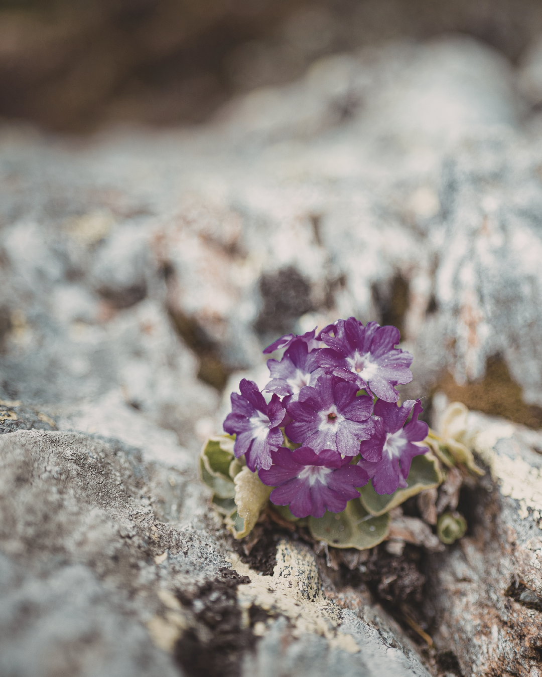 functional medicine coach